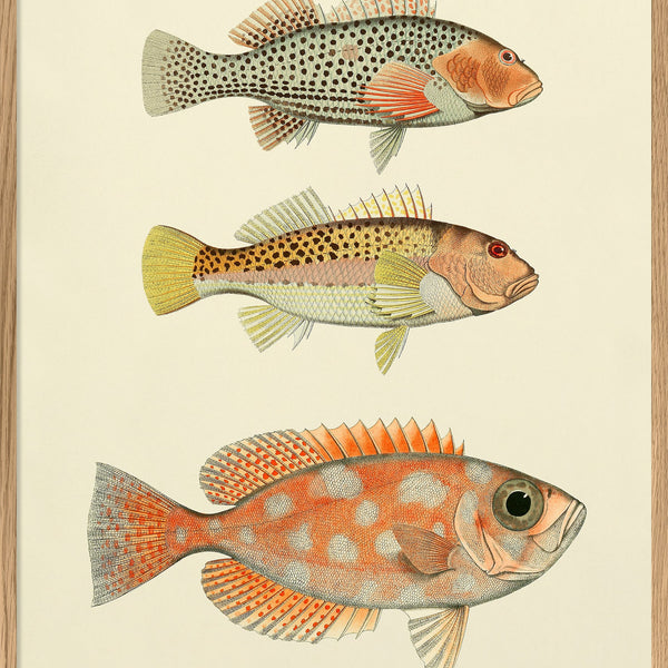 Stunning Fish Print Artwork
