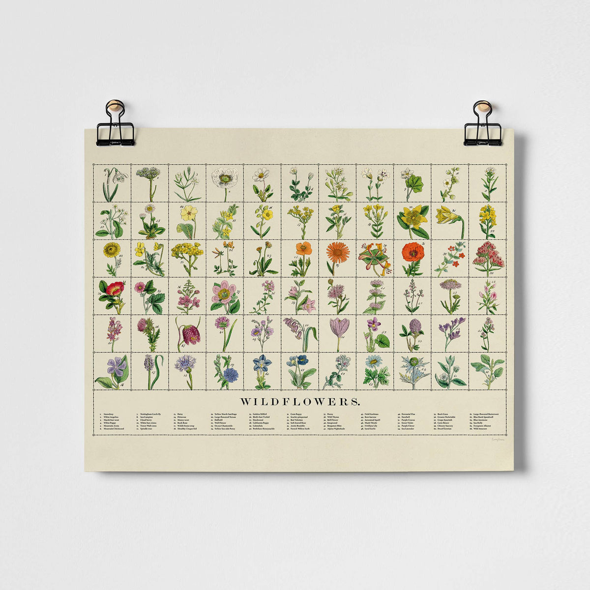 Wildflowers Fine Art Print - Vintage Botanical Illustrations