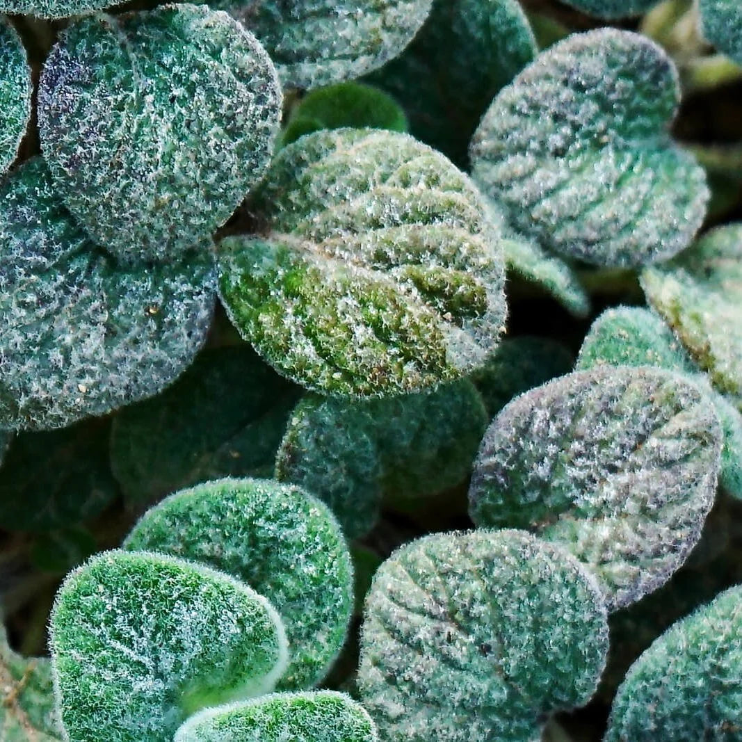 Revitalising Body Lotion with Organic Fig & Lime