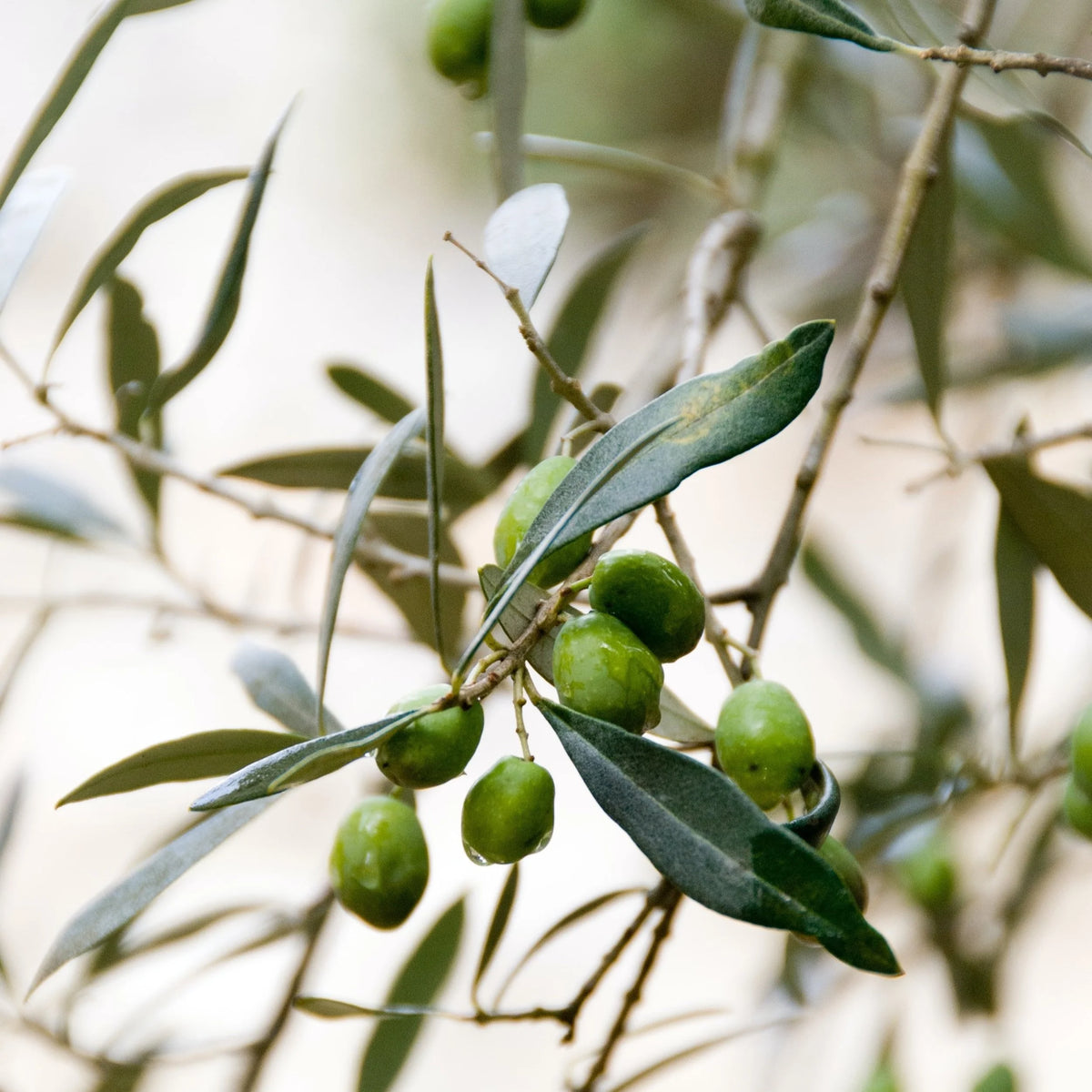 Nourishing Body Lotion with Neroli & Olive Leaves