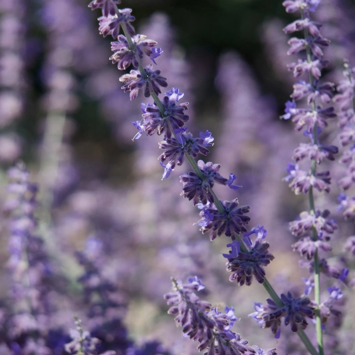 Soothing Shower Gel with Organic Olive & Lavender
