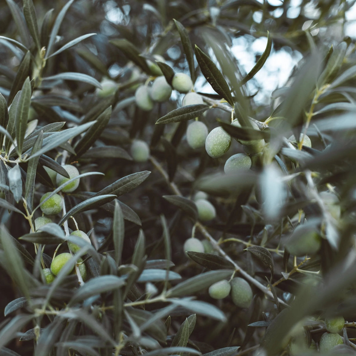 Bergamot & Organic Olive Leaf Hand Wash - Aeolis
