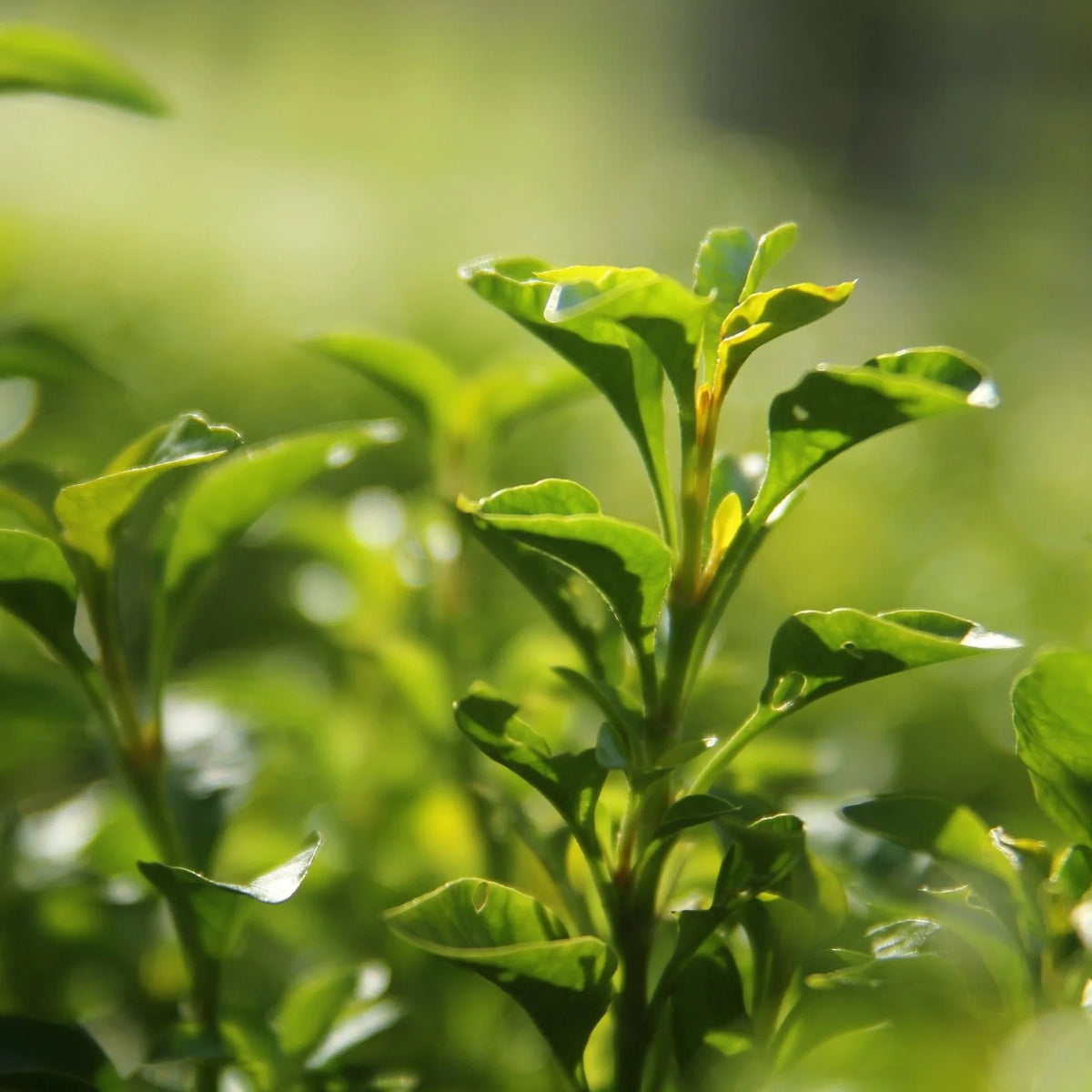 Organic Orange & Green Tea Hand Wash - Aeolis Skincare