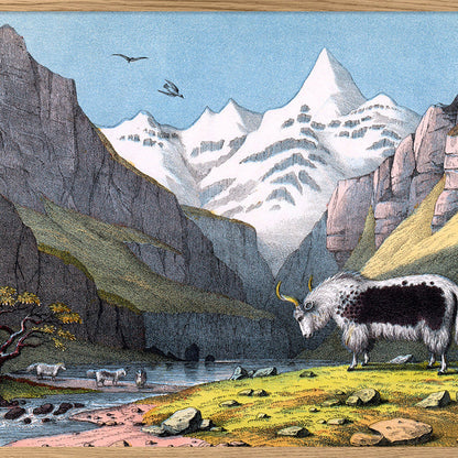 Yak