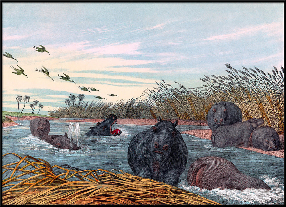 Colourful Hippopotamus Design Print