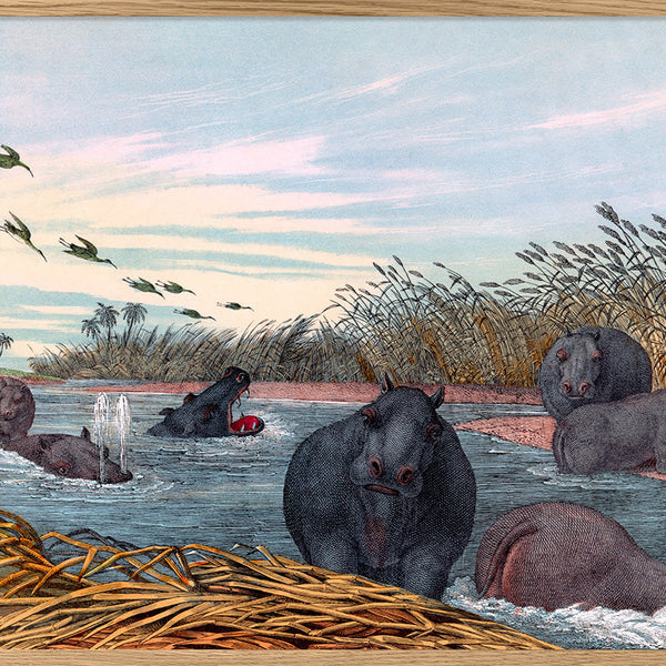 Colourful Hippopotamus Design Print
