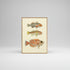Stunning Fish Print Artwork