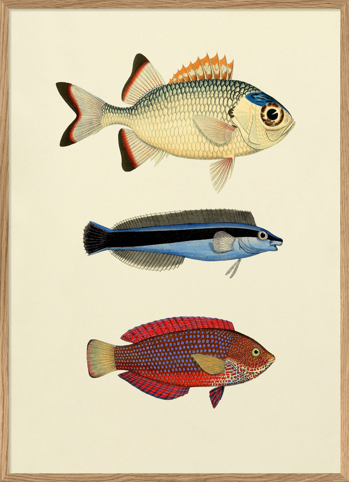 Colourful Fish Print by The Dybdahl