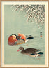 Mandarin Ducks Art Print