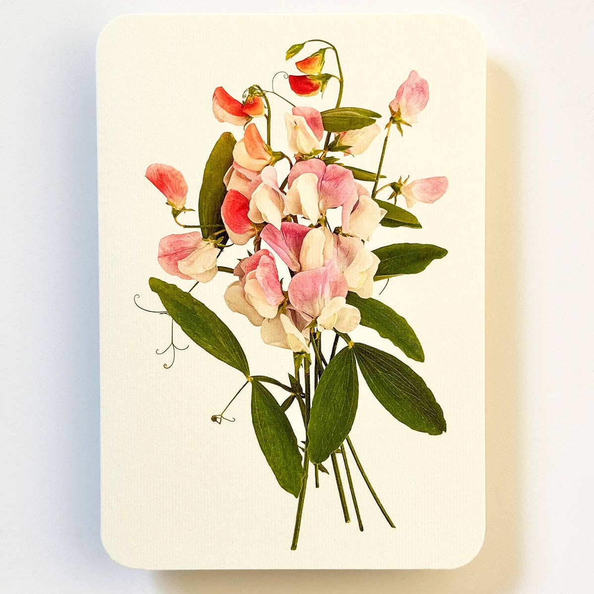 Pink Sweet Peas Greeting Card | Birthday Card | Luxury Cards