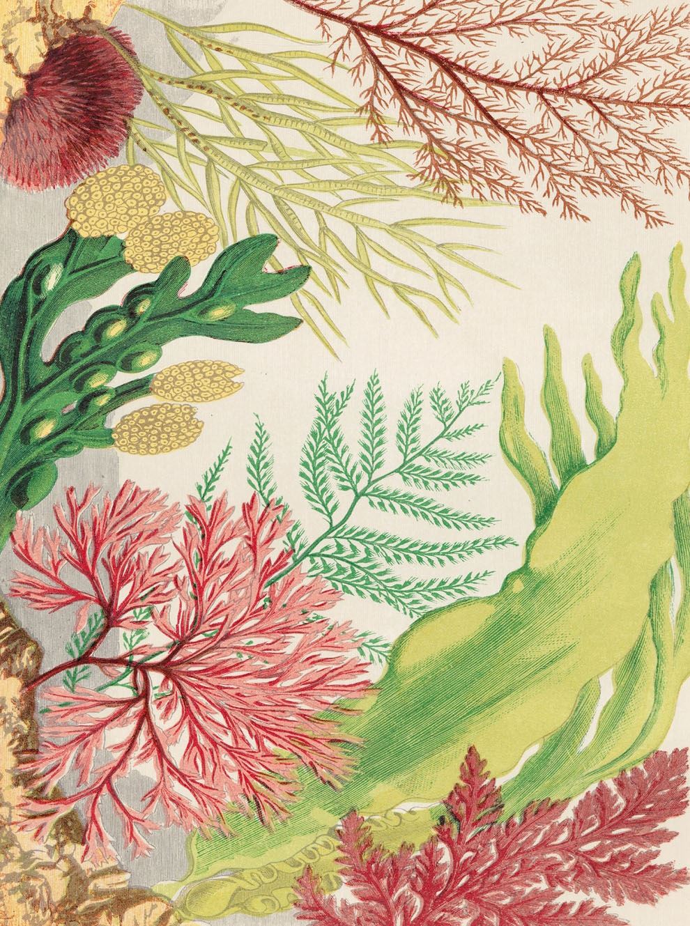 John Derian Wrapping Paper Book II