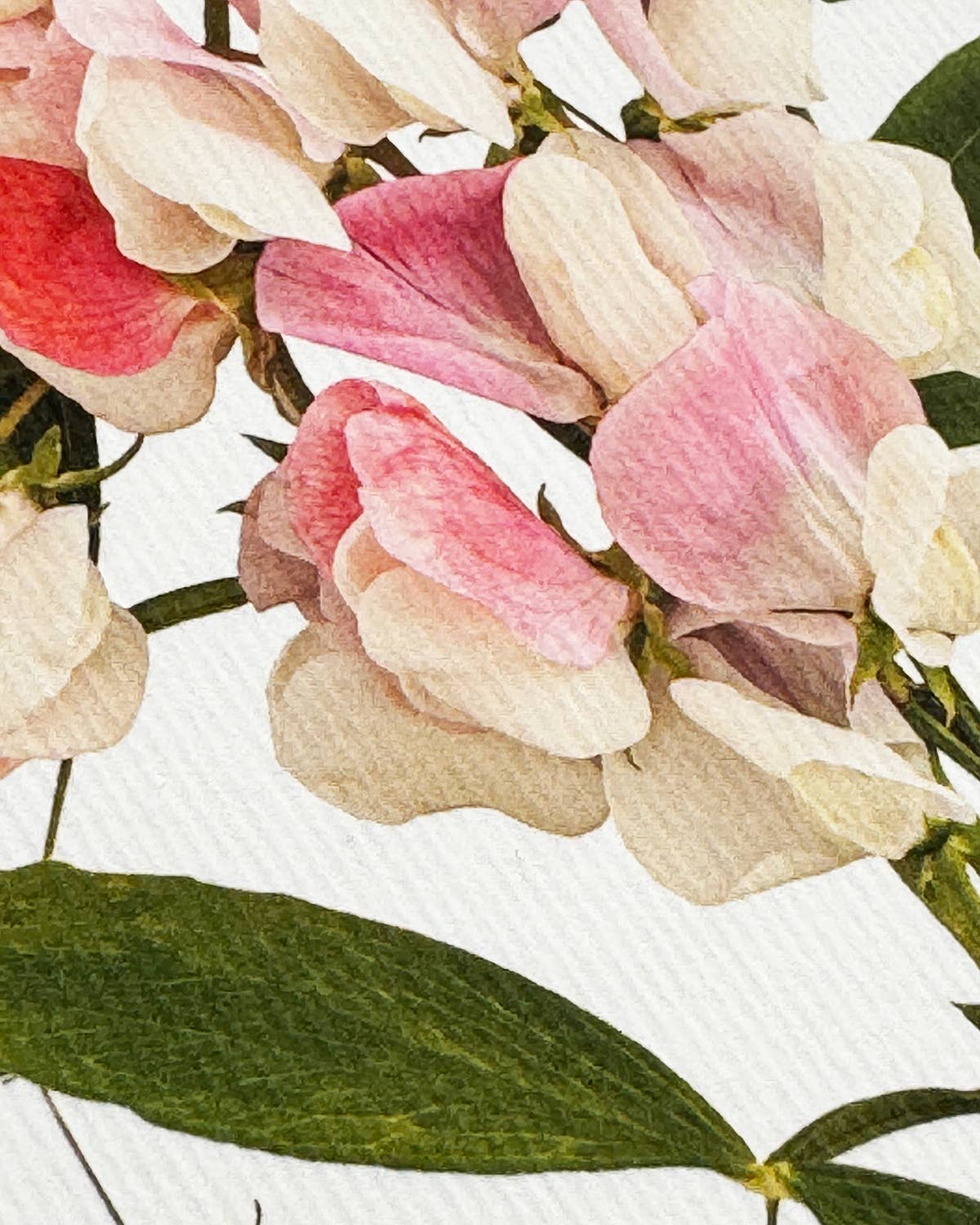 Pink Sweet Peas Greeting Card | Birthday Card | Luxury Cards
