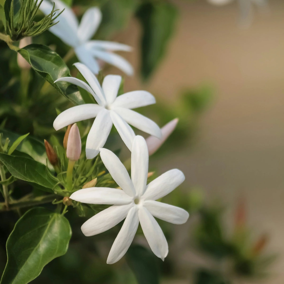 Jasmine &amp; Aloe Vera Relaxing Body Lotion