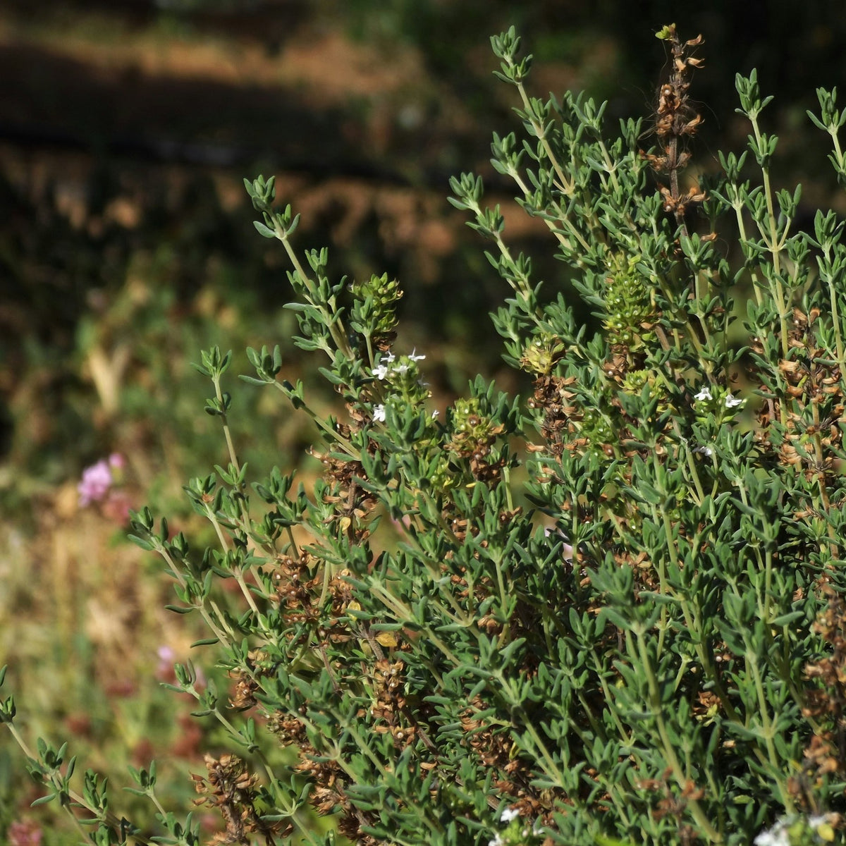 Hydrating Body Lotion with Bergamot &amp; Thyme
