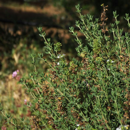 Hydrating Body Lotion with Bergamot &amp; Thyme