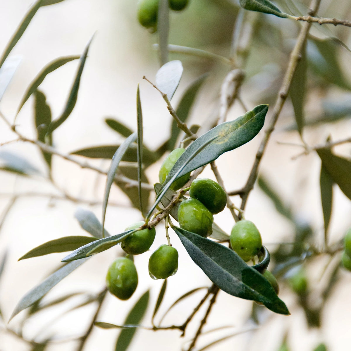 Nourishing Repairing Lip Balm with Olive Oil