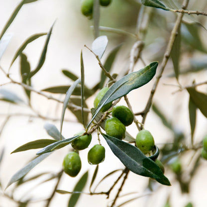 Nourishing Repairing Lip Balm with Olive Oil