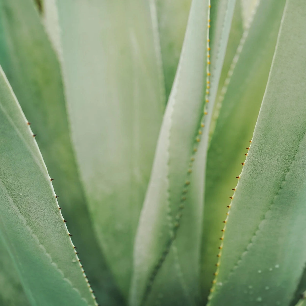 Jasmine &amp; Aloe Vera Relaxing Body Lotion
