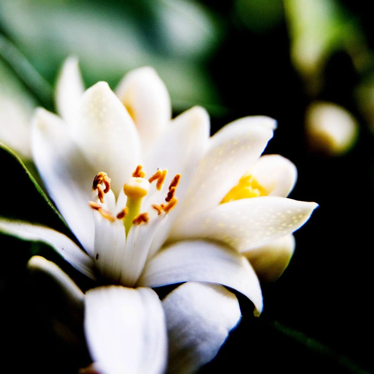 Neroli Hydrating Face Mist – Aeolis Skincare