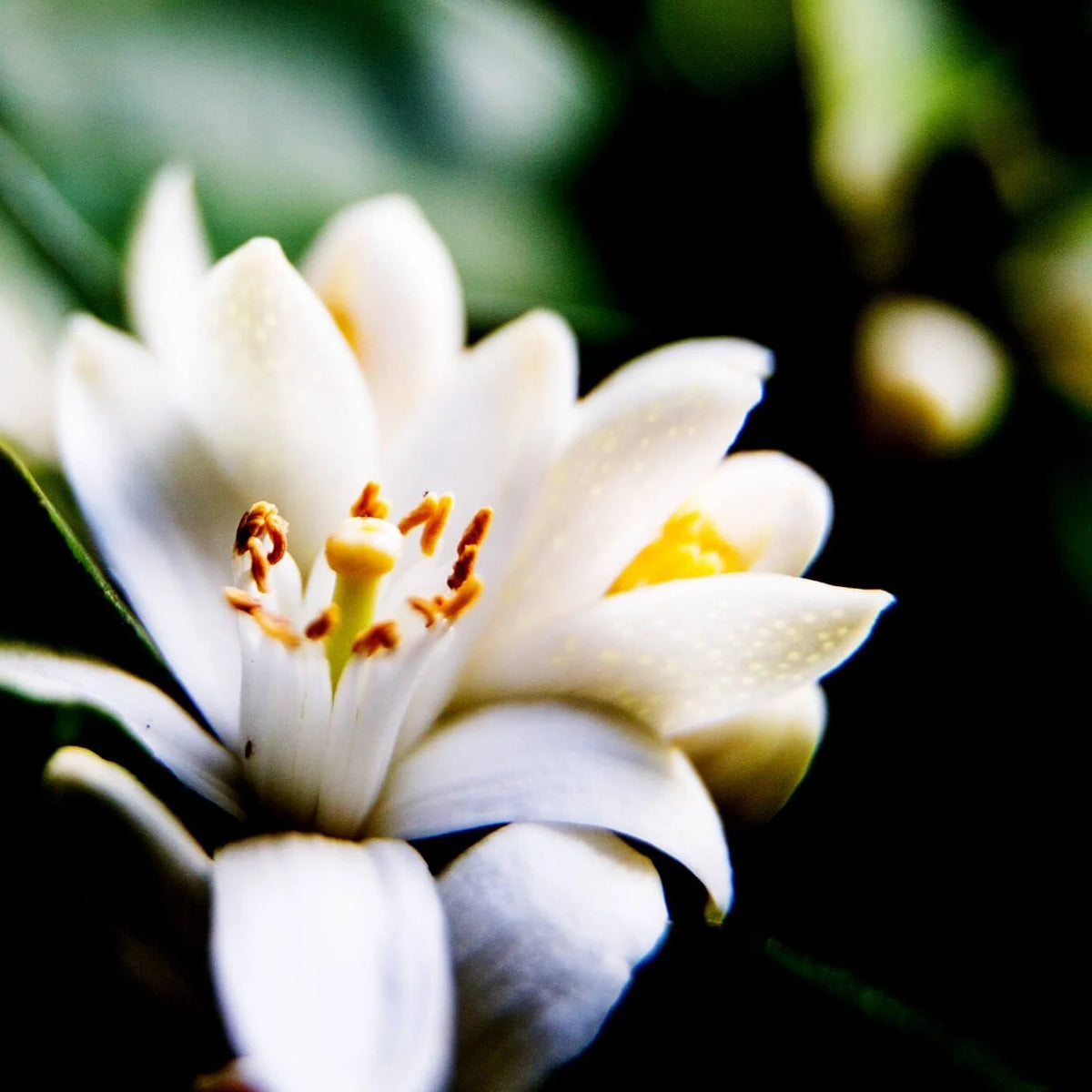 Nourishing Shower Gel with Neroli &amp; Olive Leaves