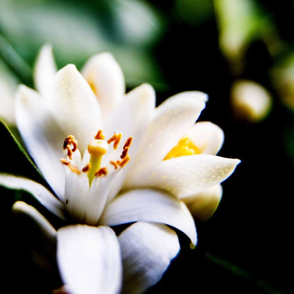 Nourishing Shower Gel with Neroli &amp; Olive Leaves