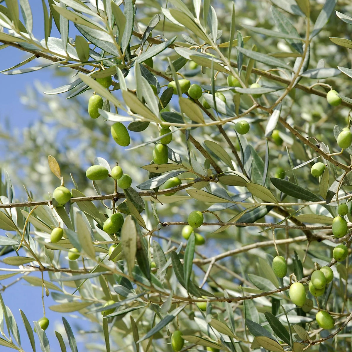 Calming Body Lotion with Organic Olive &amp; Lavender