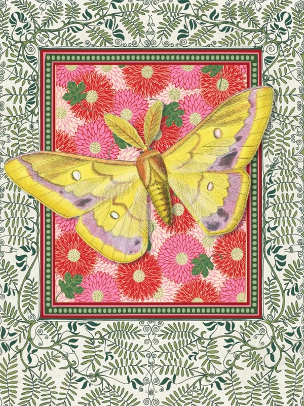 Vanilla Fly Indian Butterfly Print 50x70cm